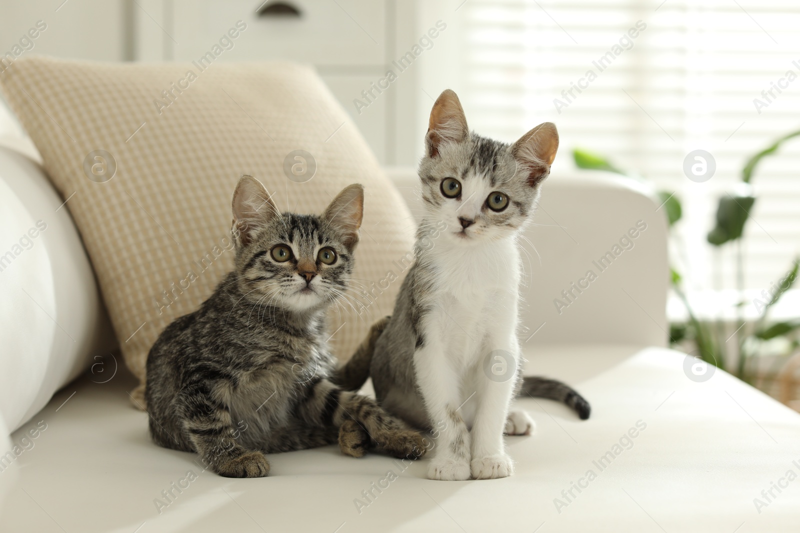 Photo of Two cute kittens on sofa at home