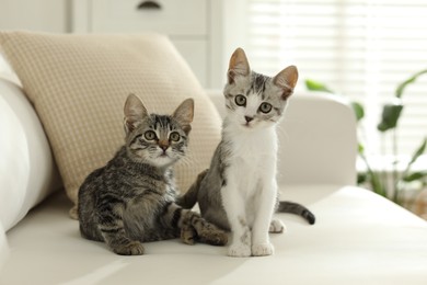 Photo of Two cute kittens on sofa at home