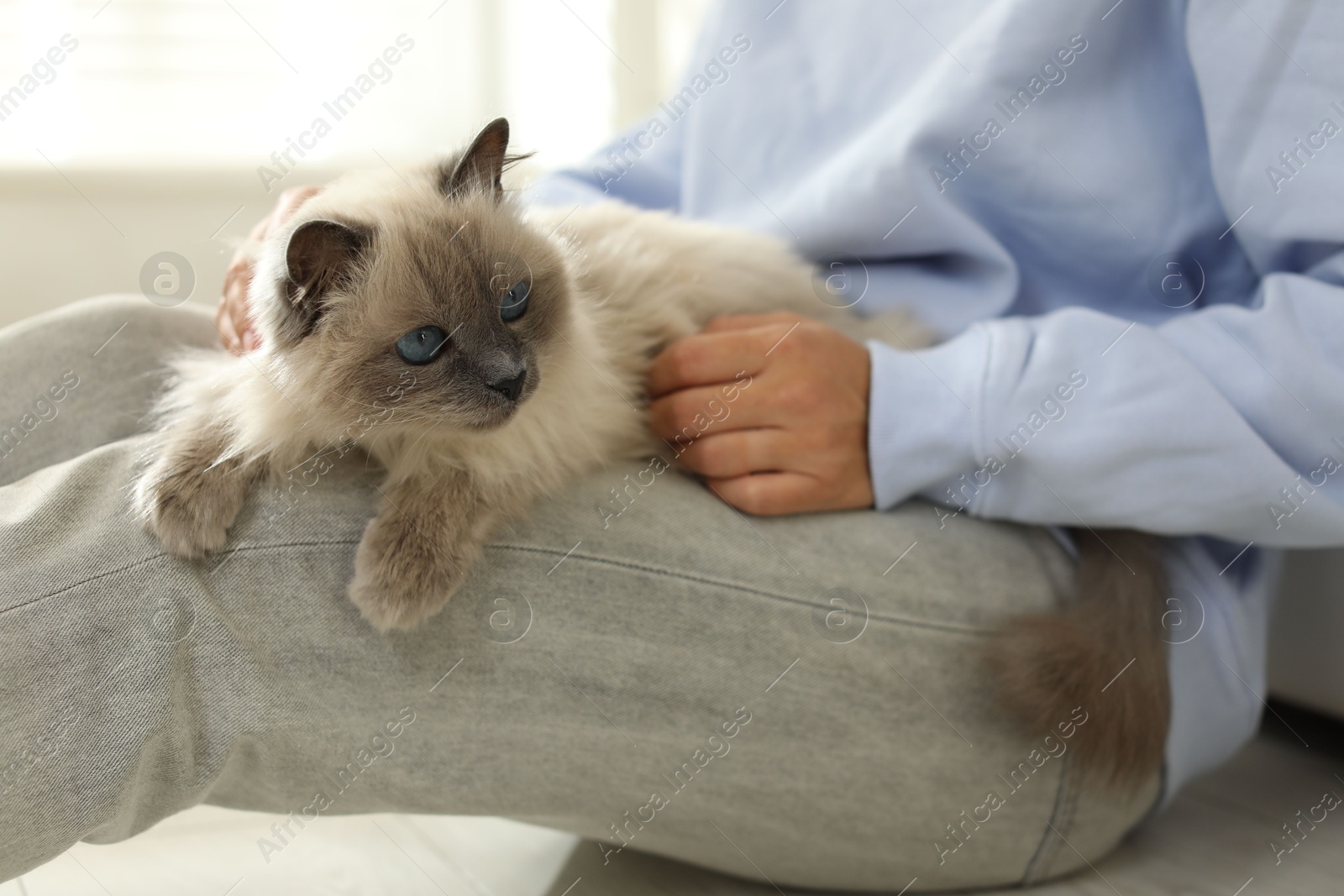 Photo of Woman with cute kitten at home, closeup