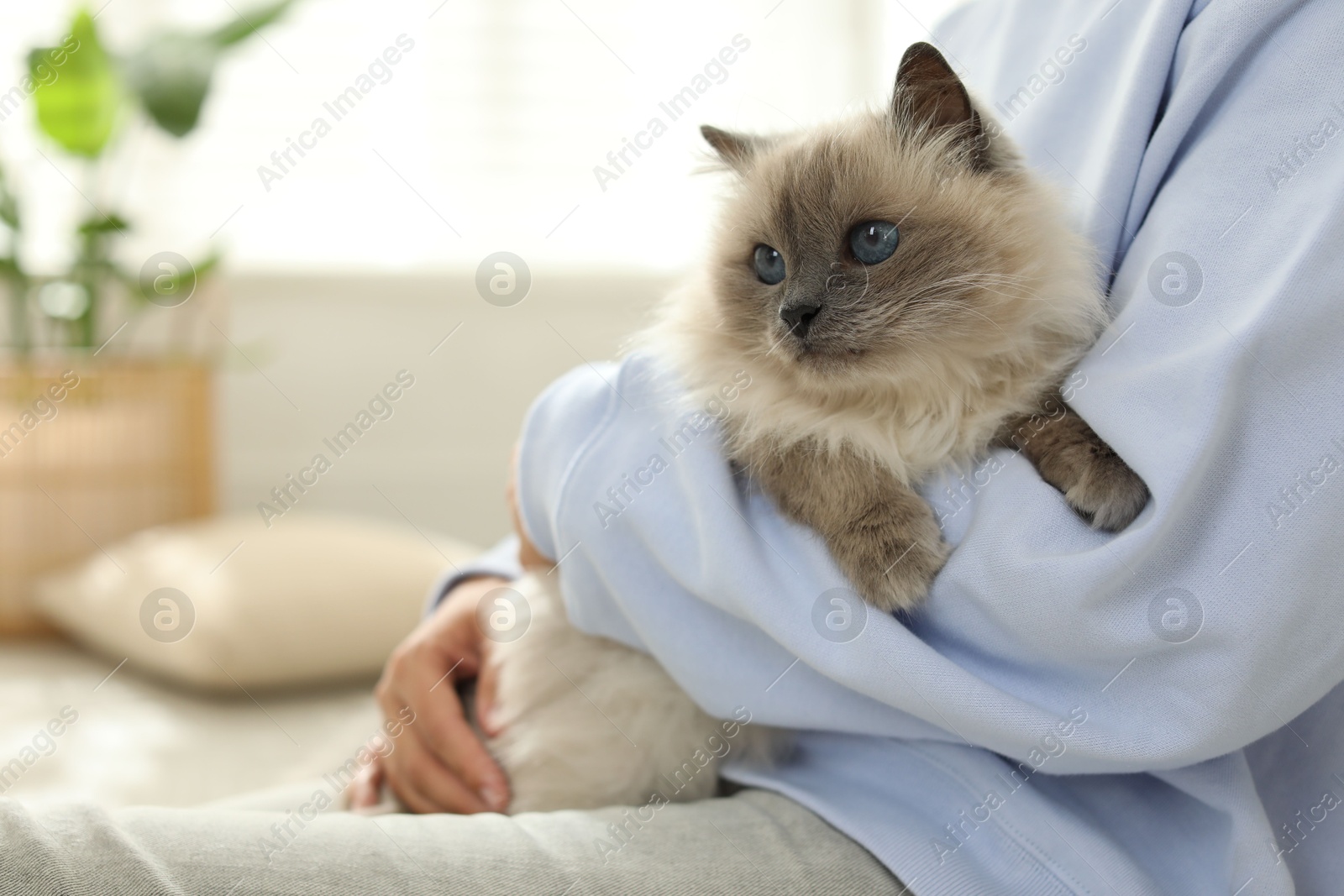 Photo of Woman with cute kitten at home, closeup