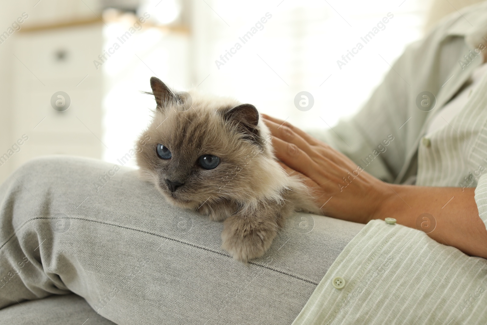 Photo of Woman with cute kitten at home, closeup