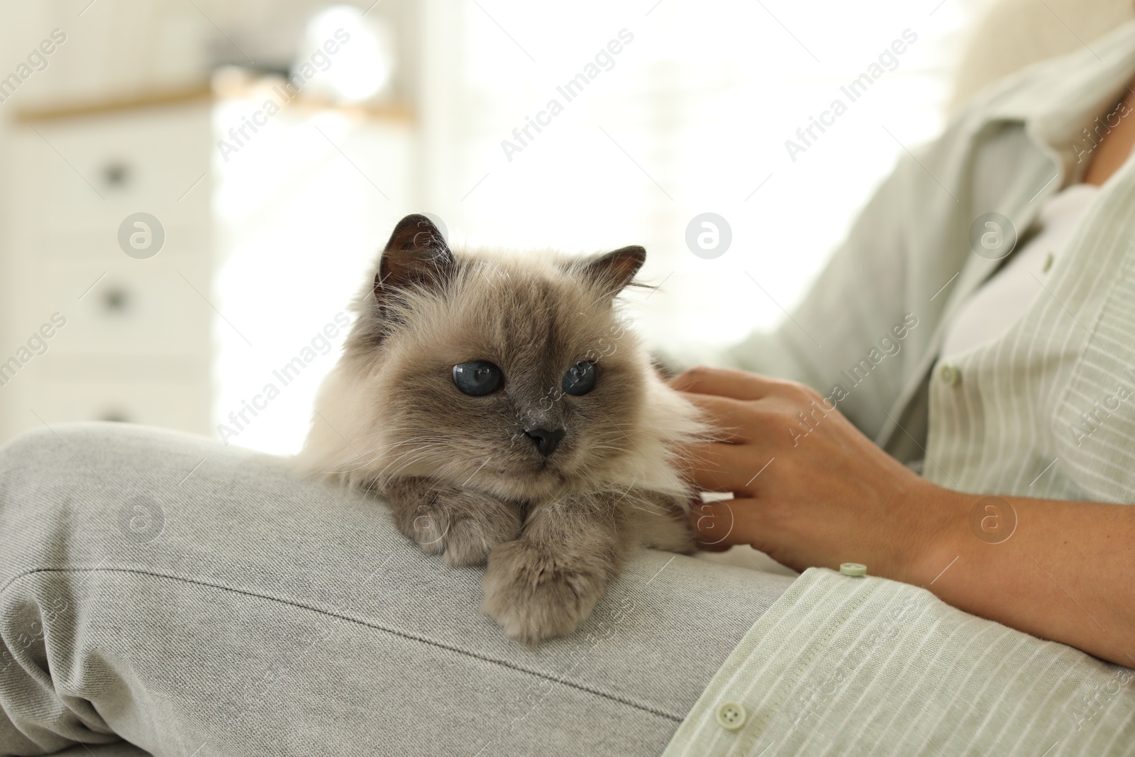 Photo of Woman with cute kitten at home, closeup