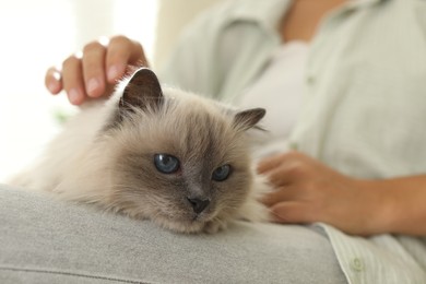 Photo of Woman with cute kitten at home, closeup