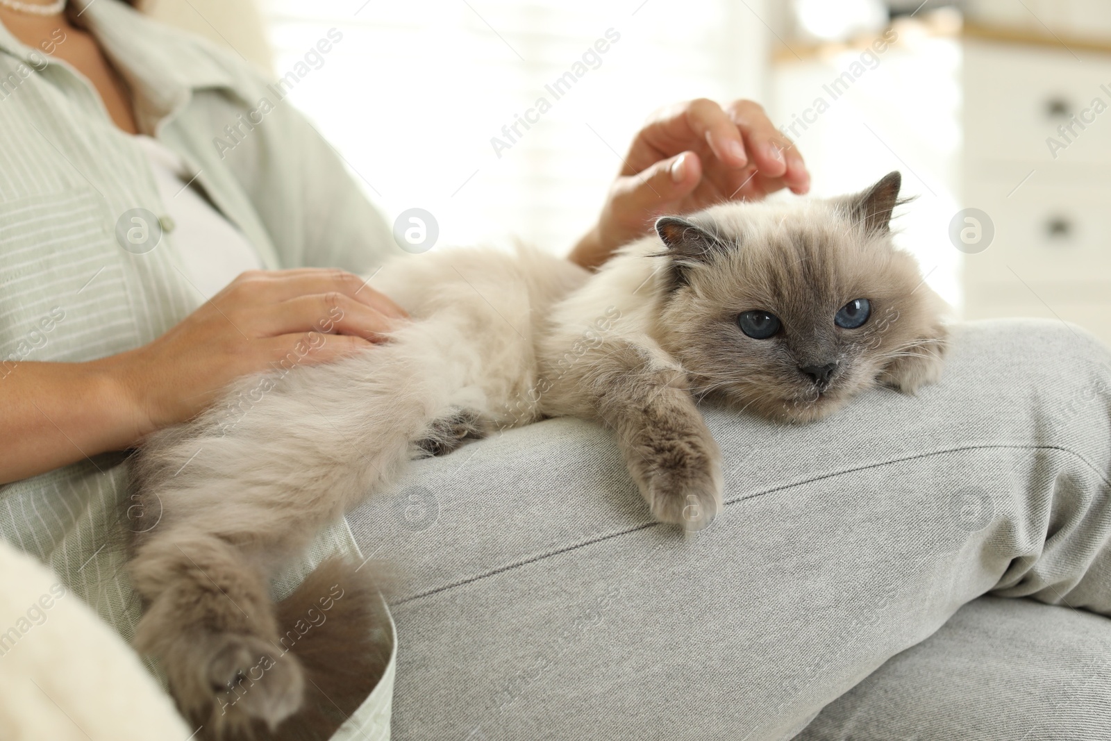 Photo of Woman with cute kitten at home, closeup