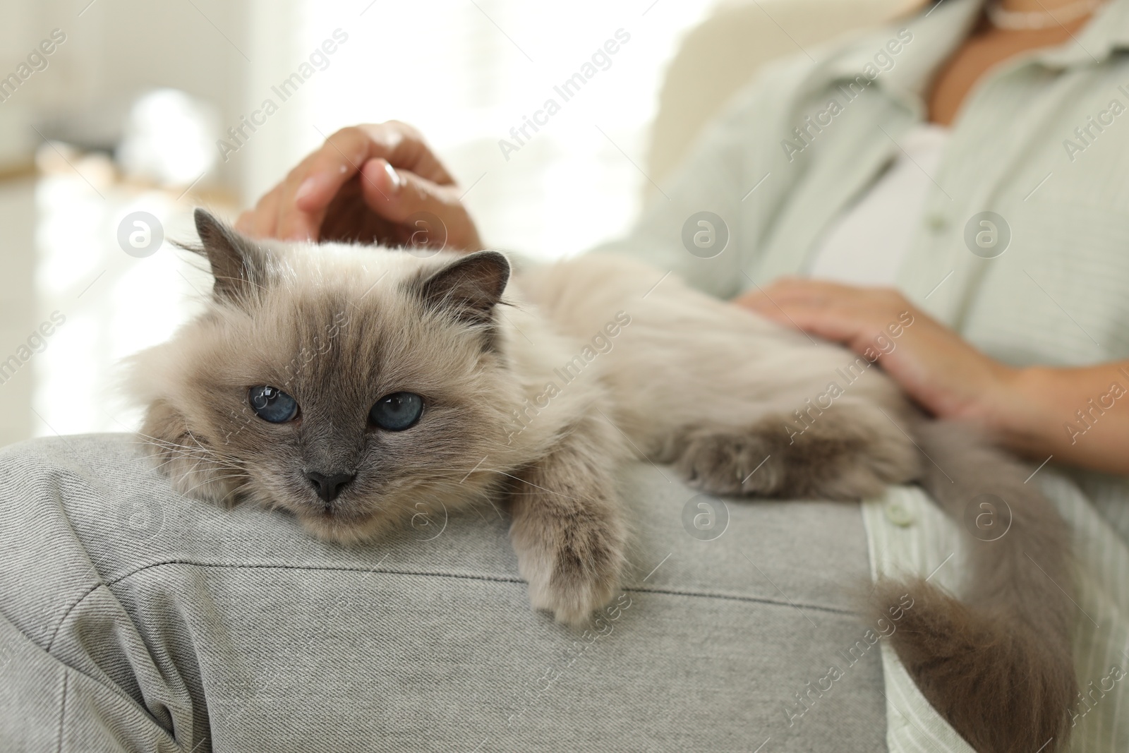 Photo of Woman with cute kitten at home, closeup