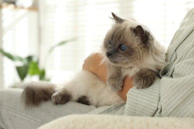 Photo of Woman with cute kitten at home, closeup