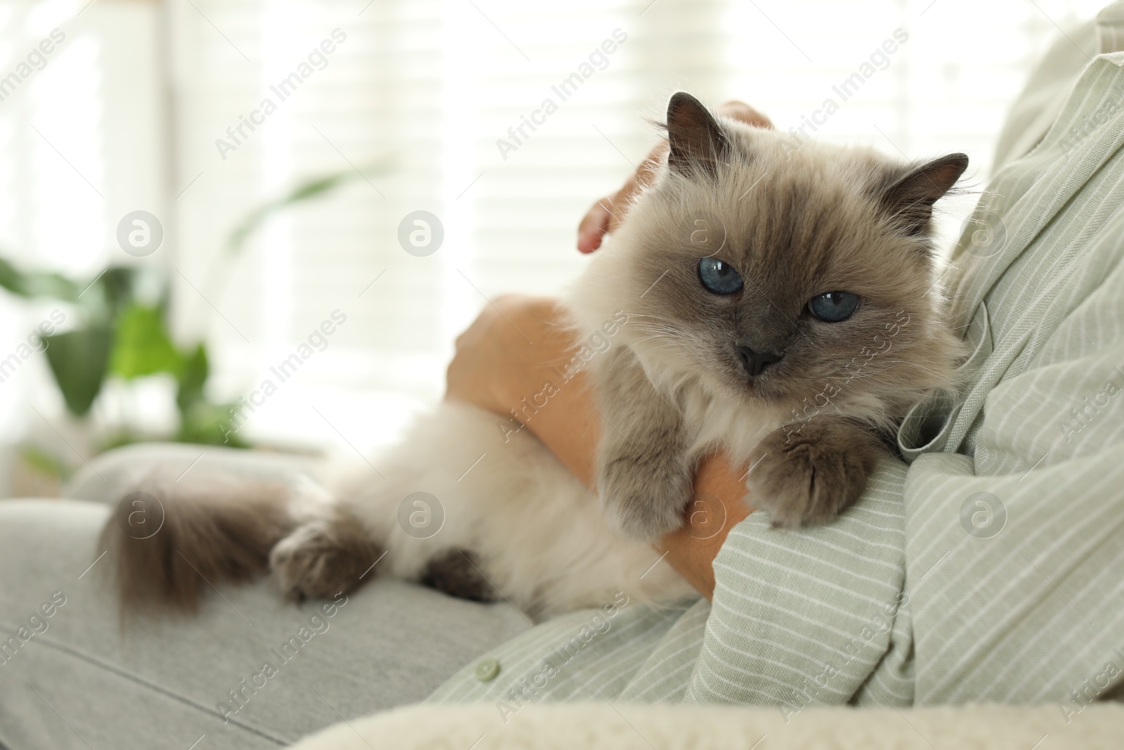 Photo of Woman with cute kitten at home, closeup