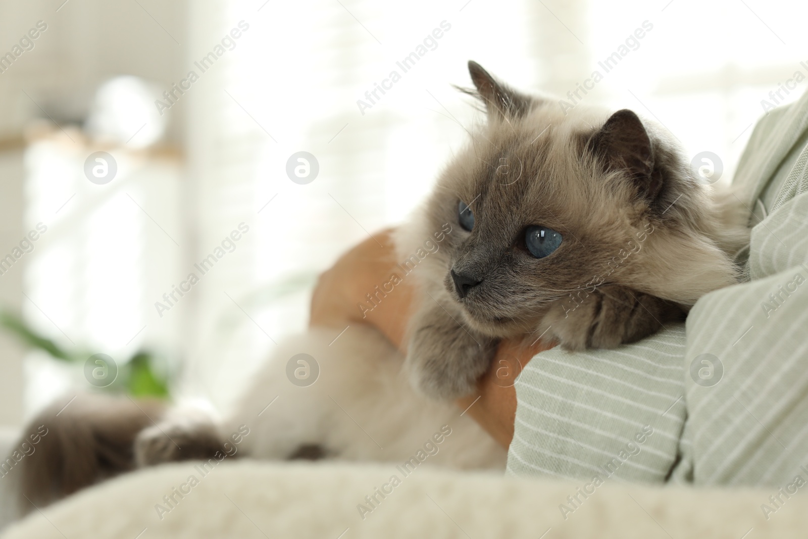 Photo of Woman with cute kitten at home, closeup