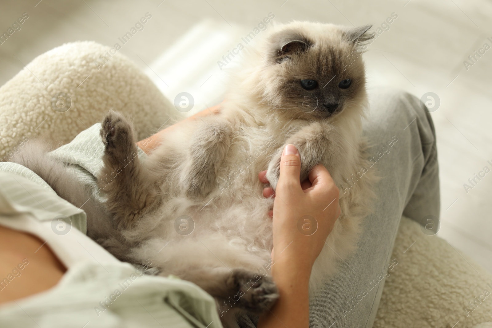 Photo of Woman with cute kitten at home, closeup