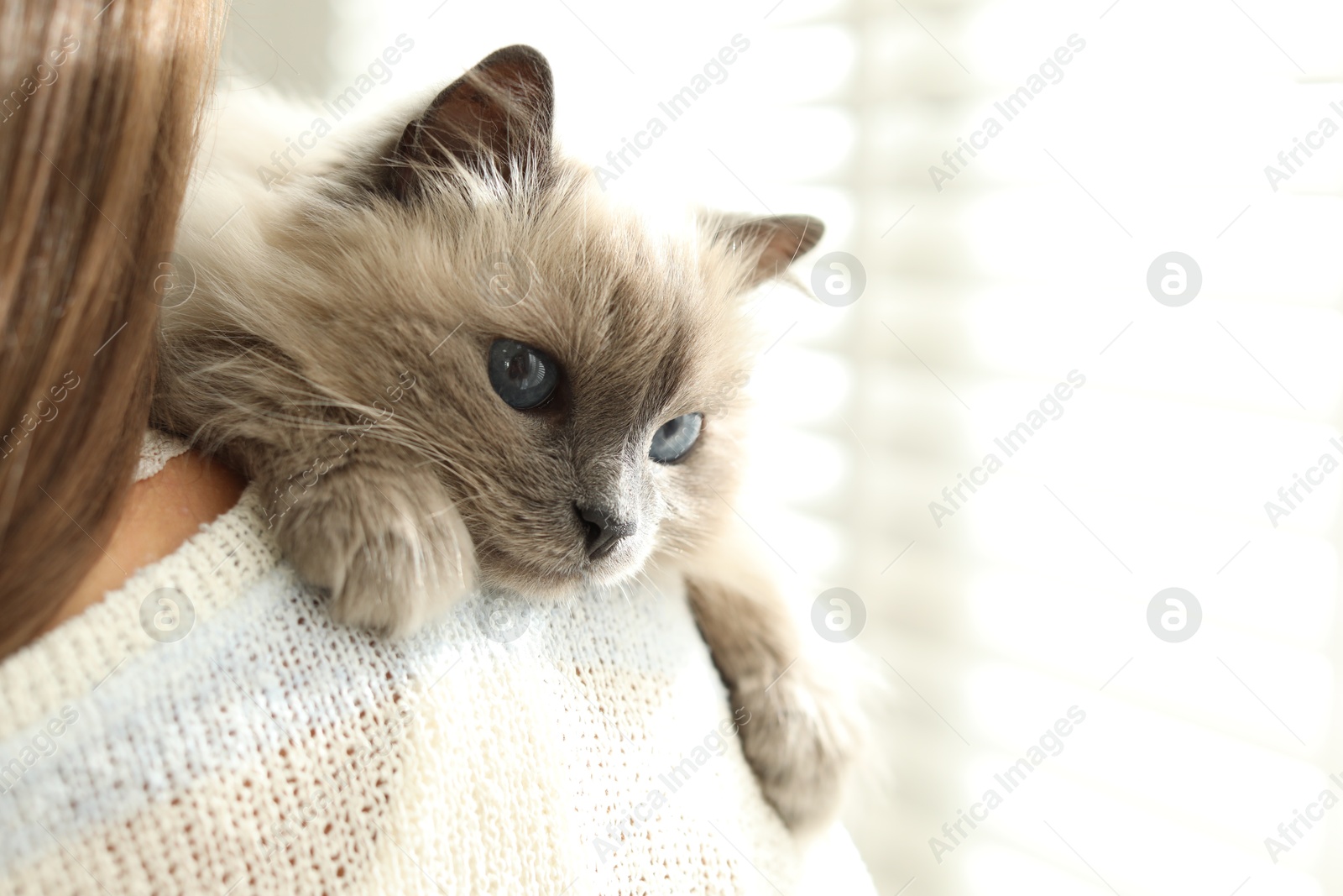 Photo of Woman with cute kitten near window at home, closeup. Space for text