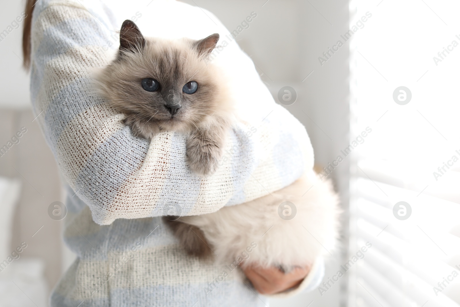 Photo of Woman with cute kitten near window at home, closeup