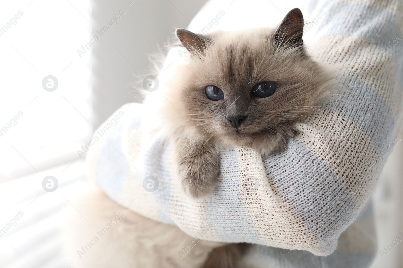 Photo of Woman with cute kitten at home, closeup