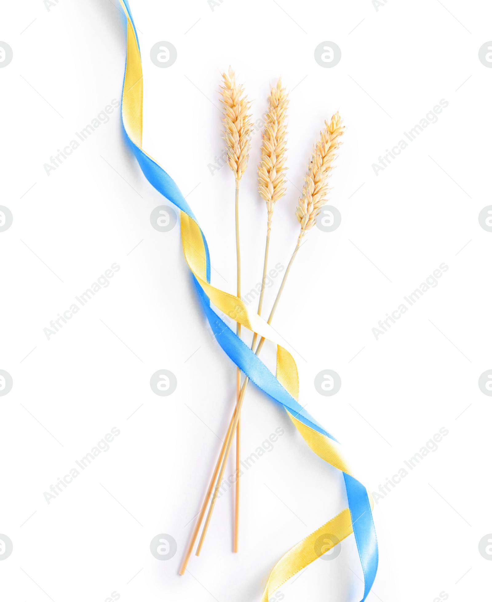 Photo of Ears of wheat with ribbons in colors of Ukrainian national flag isolated on white, top view