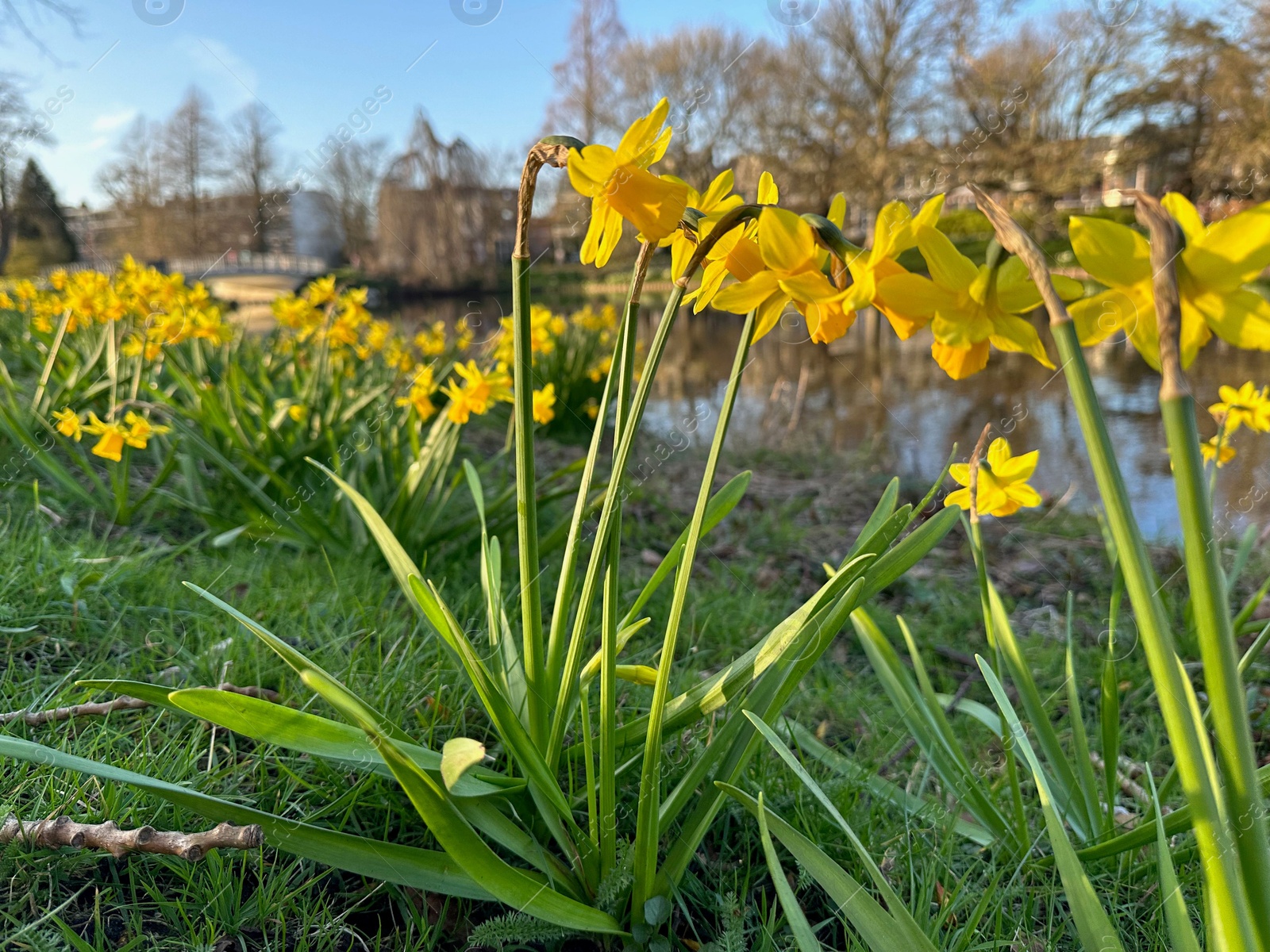 Photo of Yellow narcissus flowers and green grass growing outdoors