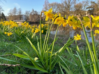 Yellow narcissus flowers and green grass growing outdoors