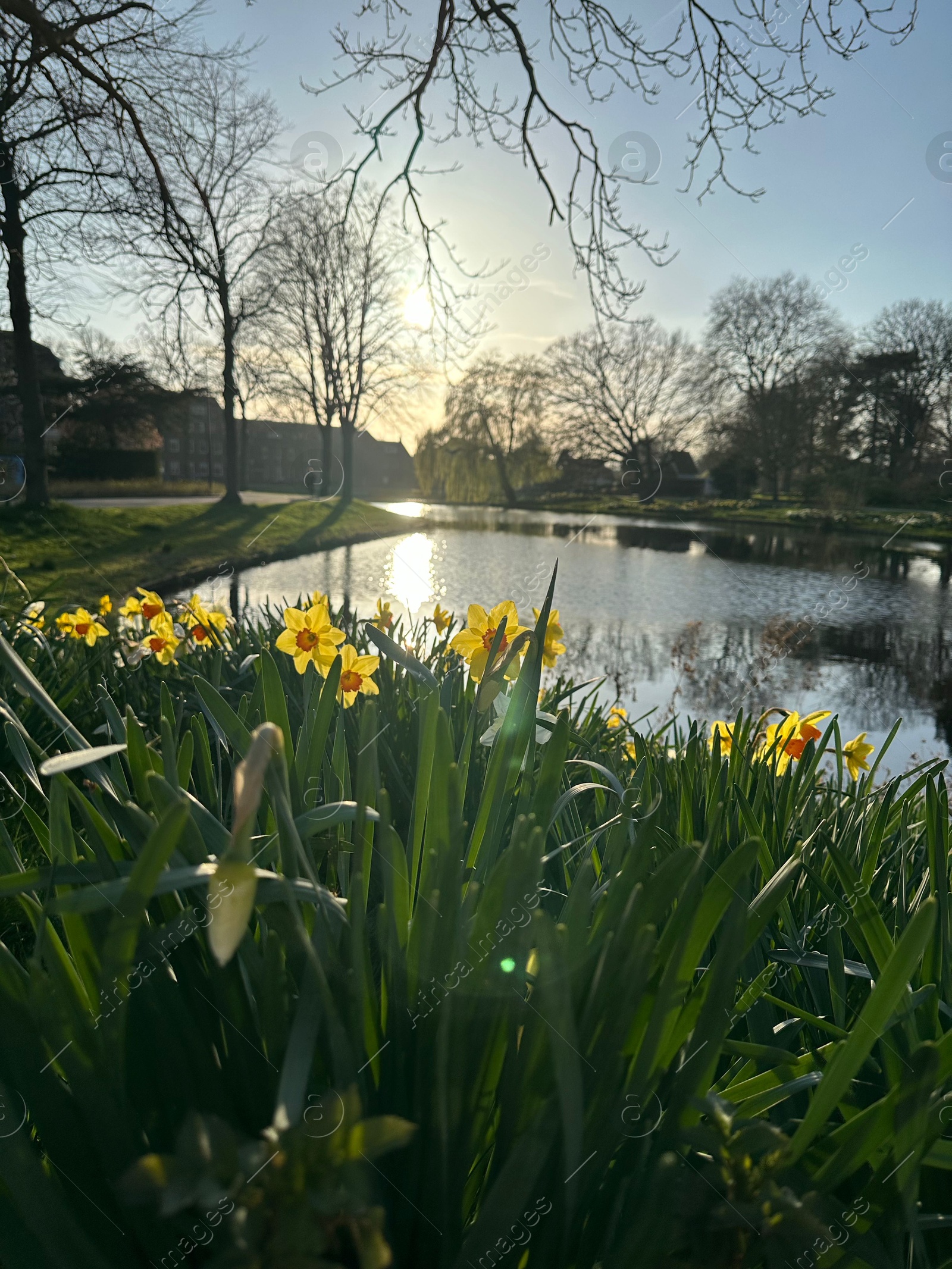 Photo of Yellow narcissus flowers, canal and trees outdoors