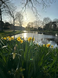 Photo of Yellow narcissus flowers, canal and trees outdoors