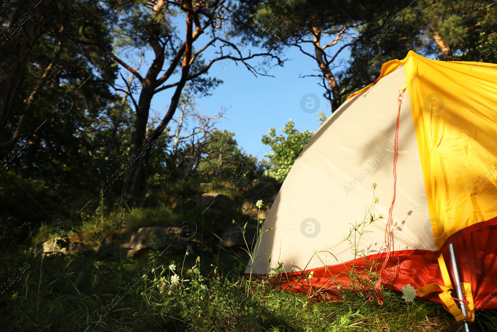 Photo of Modern camping tent in forest at summer, space for text