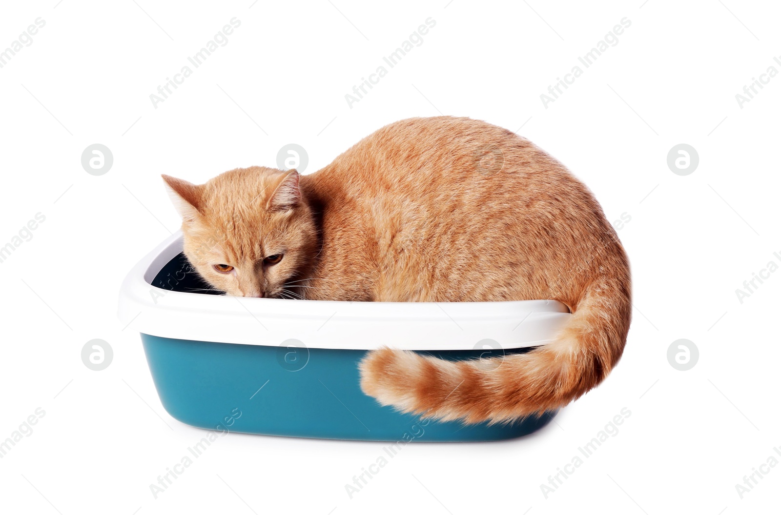 Photo of Cute ginger cat in litter tray on white background