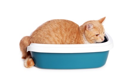 Photo of Cute ginger cat in litter tray on white background