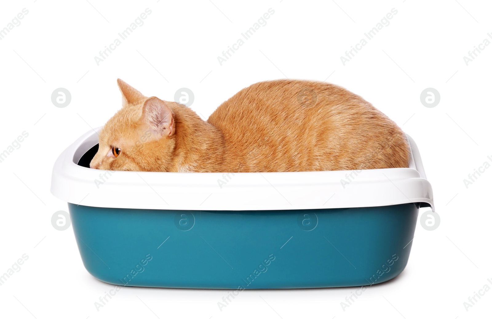 Photo of Cute ginger cat in litter tray on white background