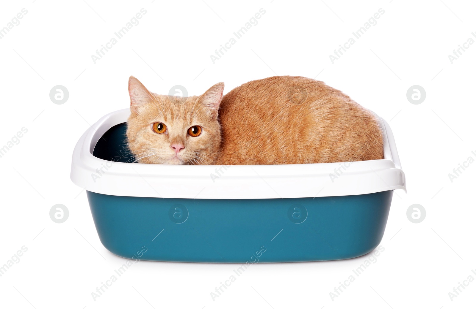 Photo of Cute ginger cat in litter tray on white background