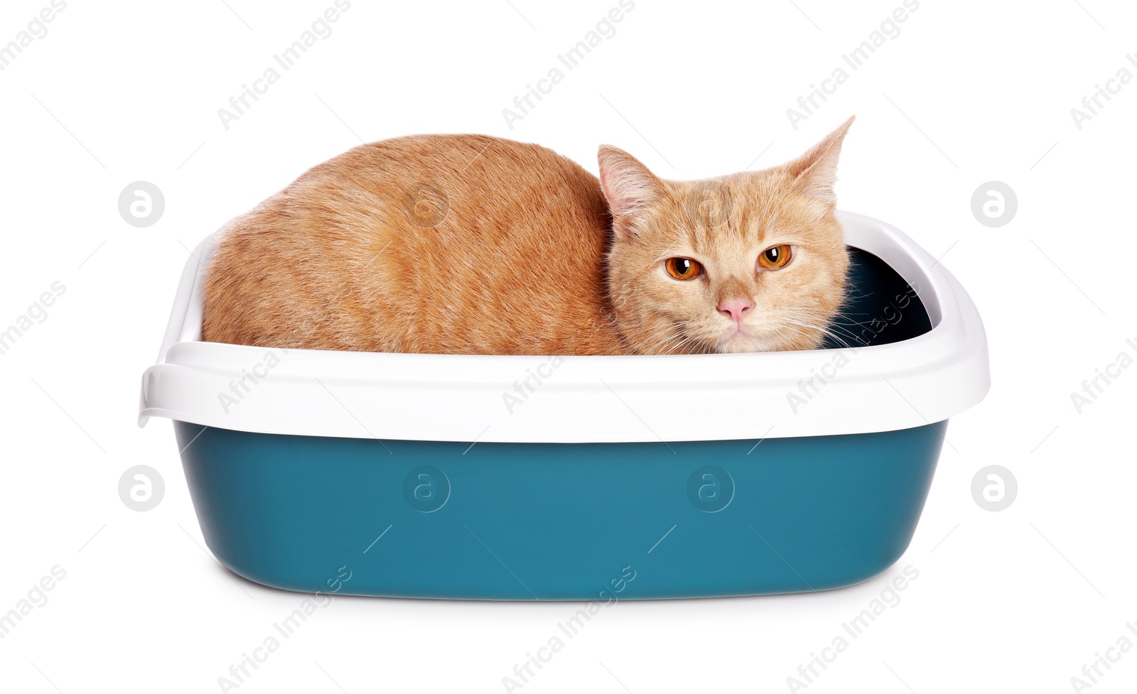 Photo of Cute ginger cat in litter tray on white background