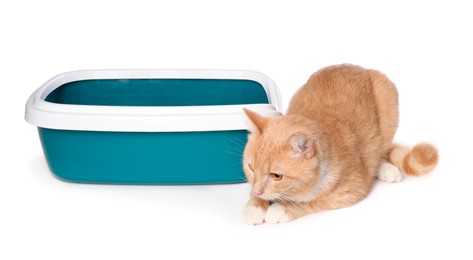 Photo of Cute ginger cat near litter tray on white background