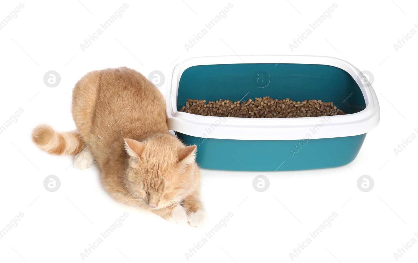 Photo of Cute ginger cat near litter tray on white background