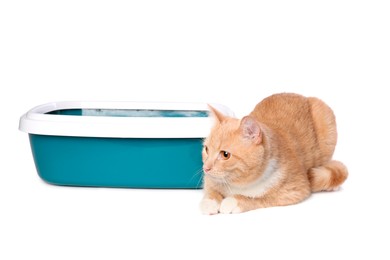 Photo of Cute ginger cat near litter tray on white background