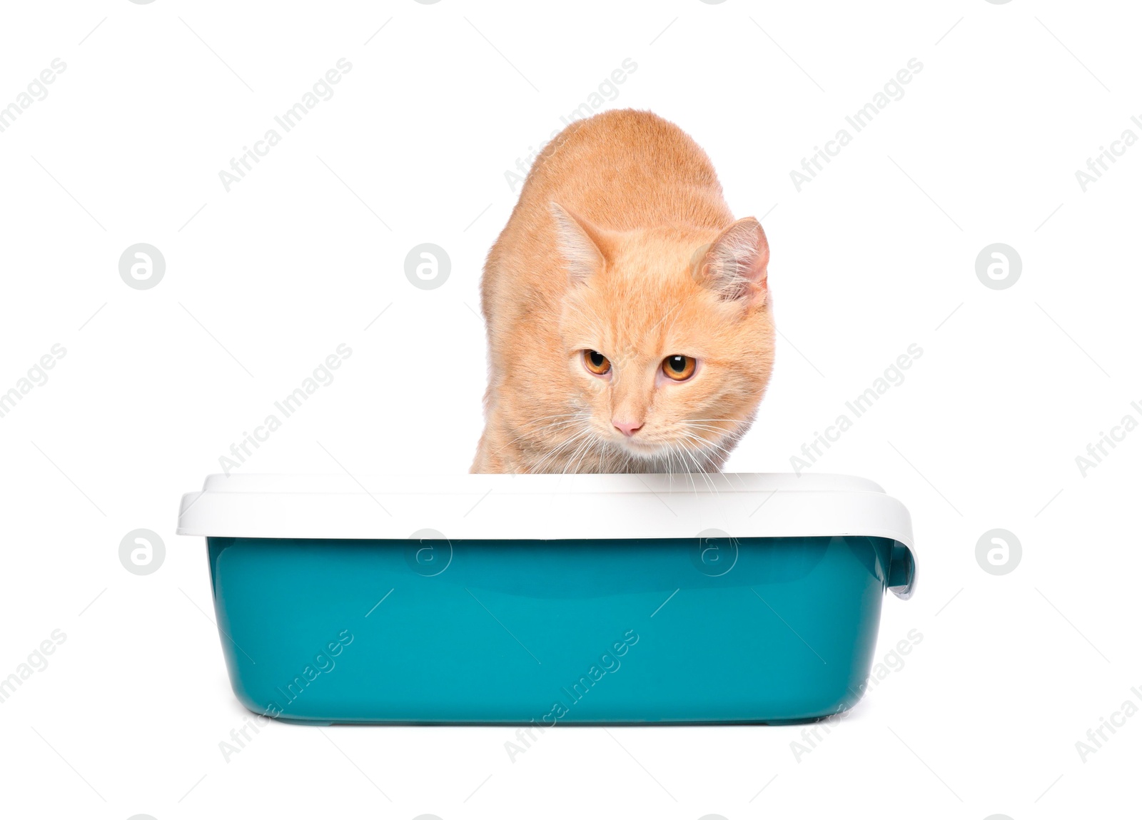 Photo of Cute ginger cat in litter tray on white background