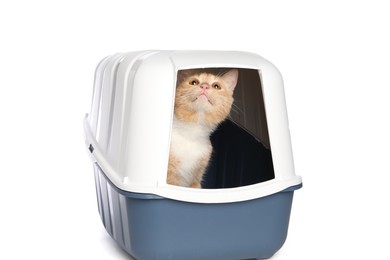 Photo of Cute ginger cat in litter box on white background