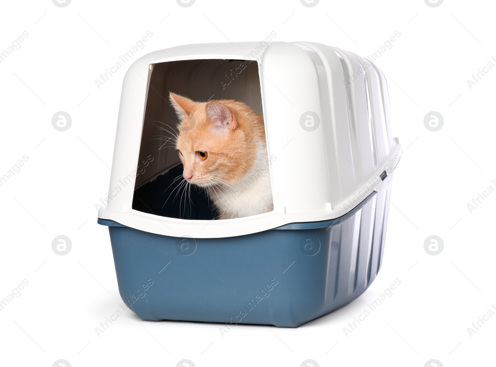 Photo of Cute ginger cat in litter box on white background