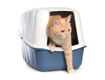 Photo of Cute ginger cat in litter box on white background