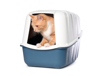 Photo of Cute ginger cat in litter box on white background