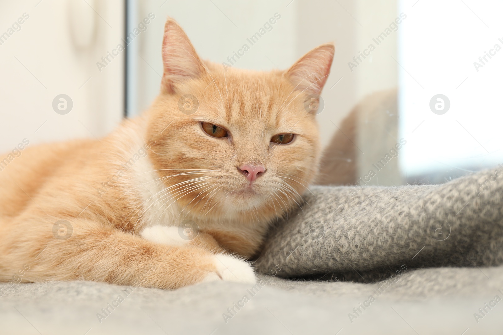 Photo of Cute ginger cat lying on blanket near window at home