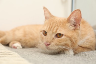 Cute ginger cat lying on blanket at home