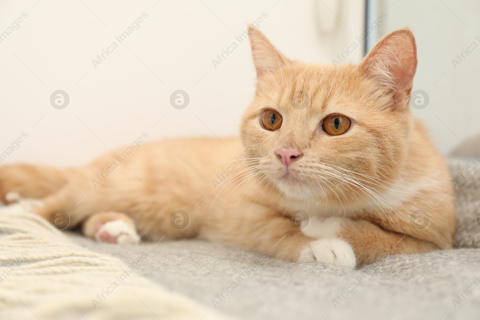 Photo of Cute ginger cat lying on blanket at home