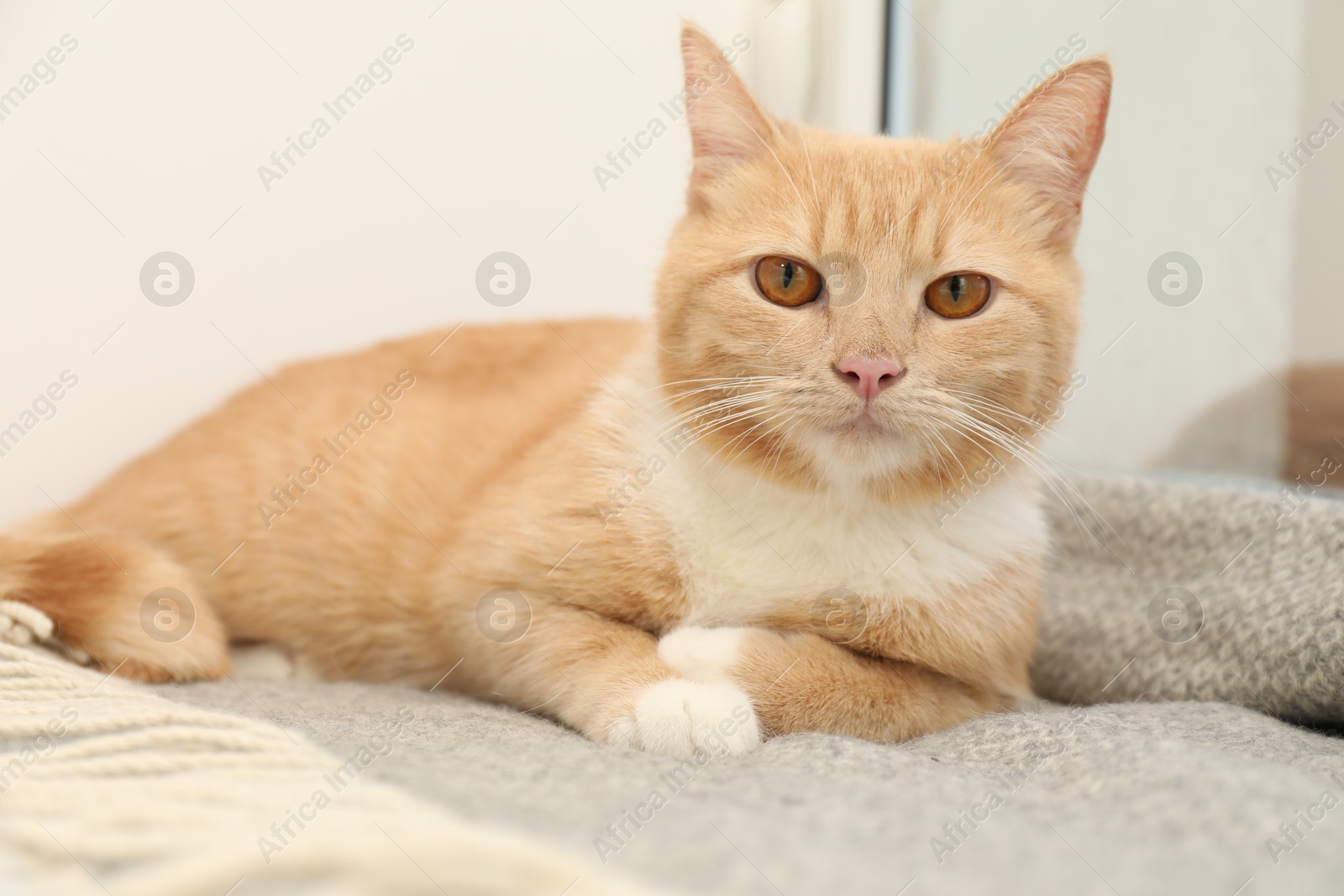 Photo of Cute ginger cat lying on blanket near window at home