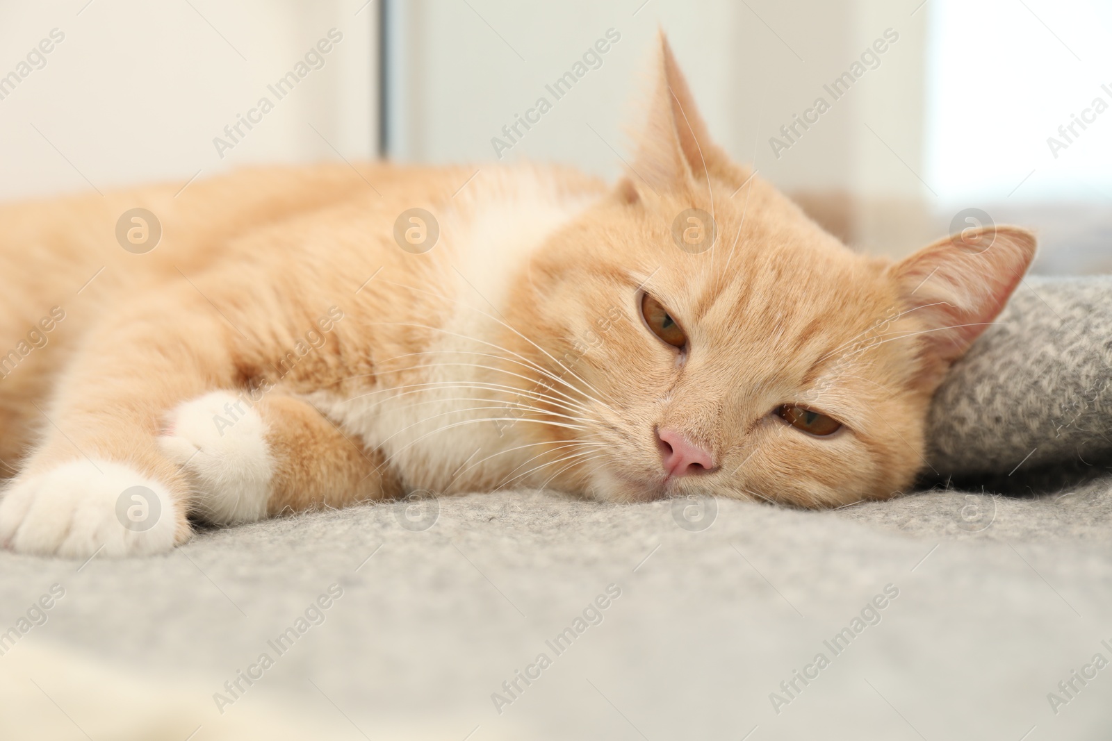 Photo of Cute ginger cat lying on blanket near window at home