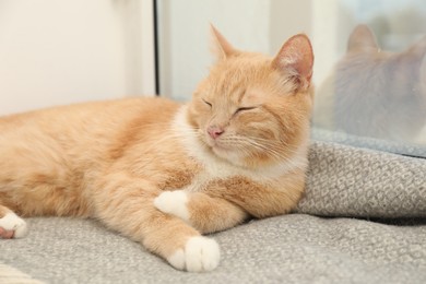 Cute ginger cat lying on blanket near window at home