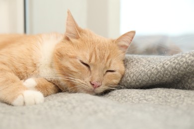 Cute ginger cat lying on blanket near window at home