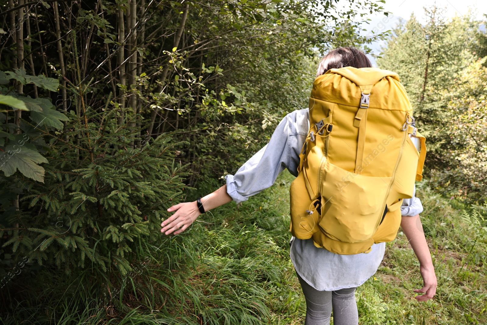 Photo of Young hiker with backpack walking in forest, back view