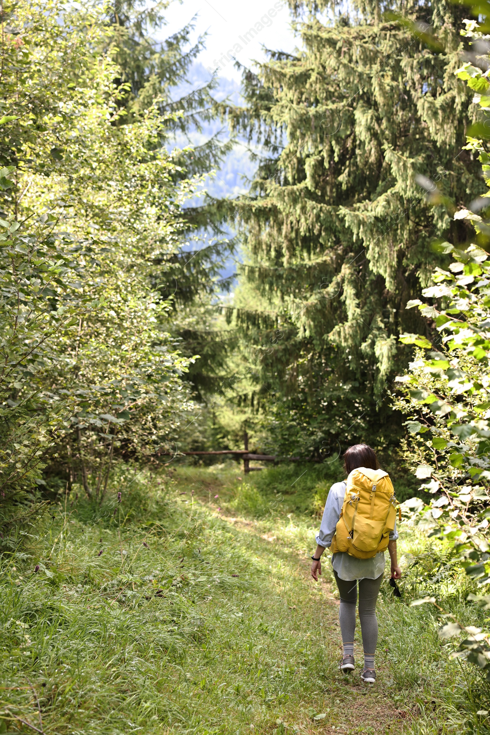 Photo of Young hiker with backpack walking in forest, back view