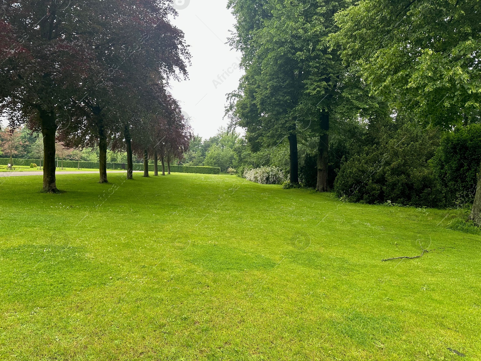 Photo of Picturesque view of trees and green grass in park