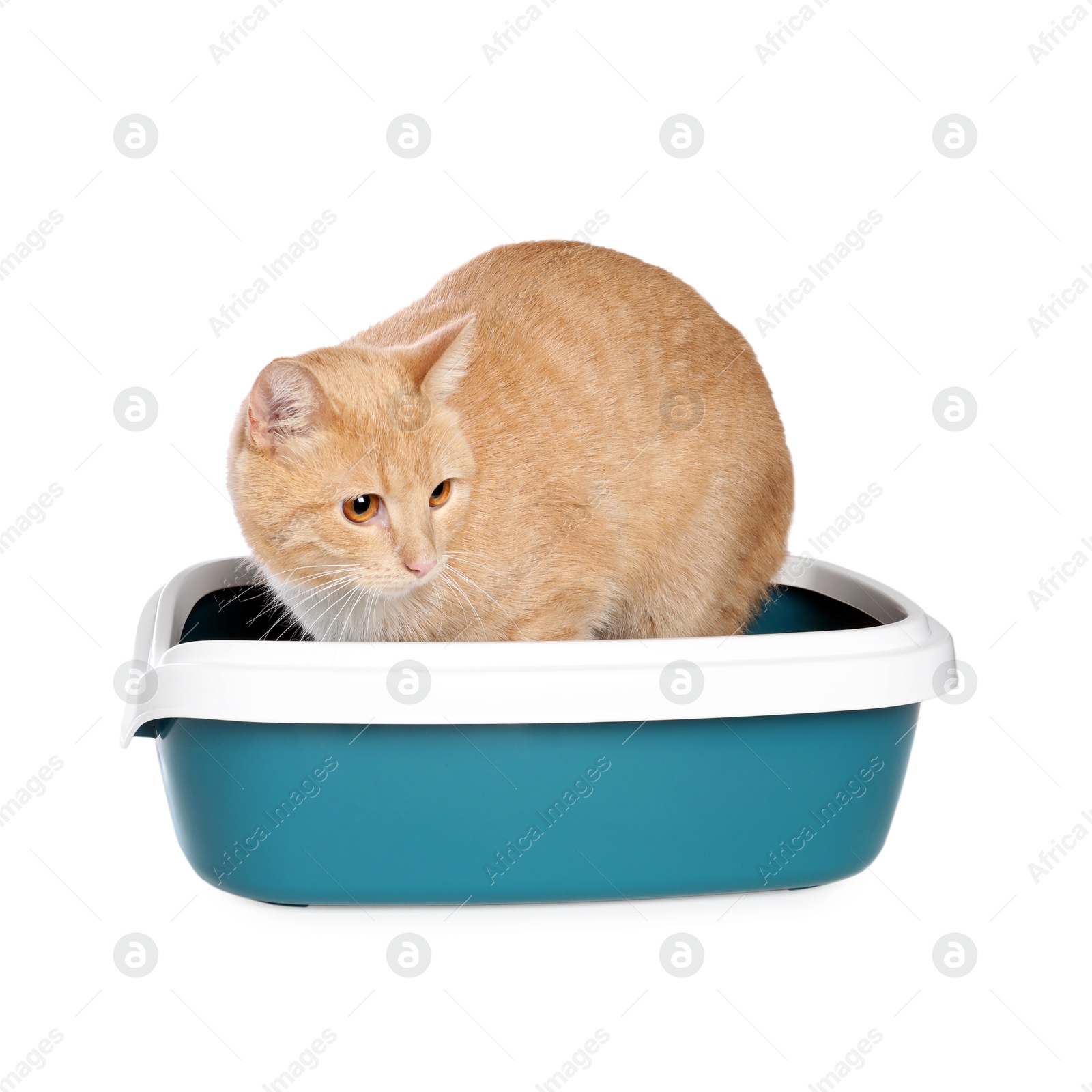 Photo of Cute ginger cat in litter tray on white background