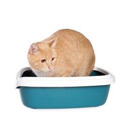 Photo of Cute ginger cat in litter tray on white background