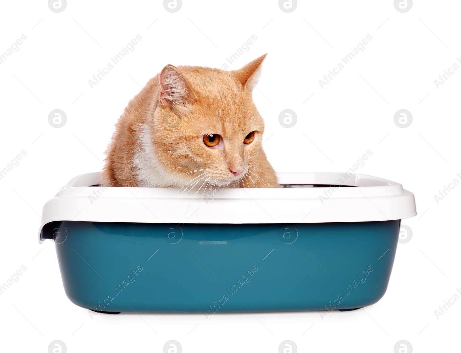 Photo of Cute ginger cat in litter tray on white background