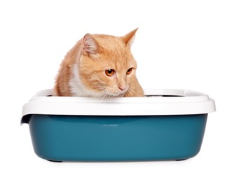 Photo of Cute ginger cat in litter tray on white background