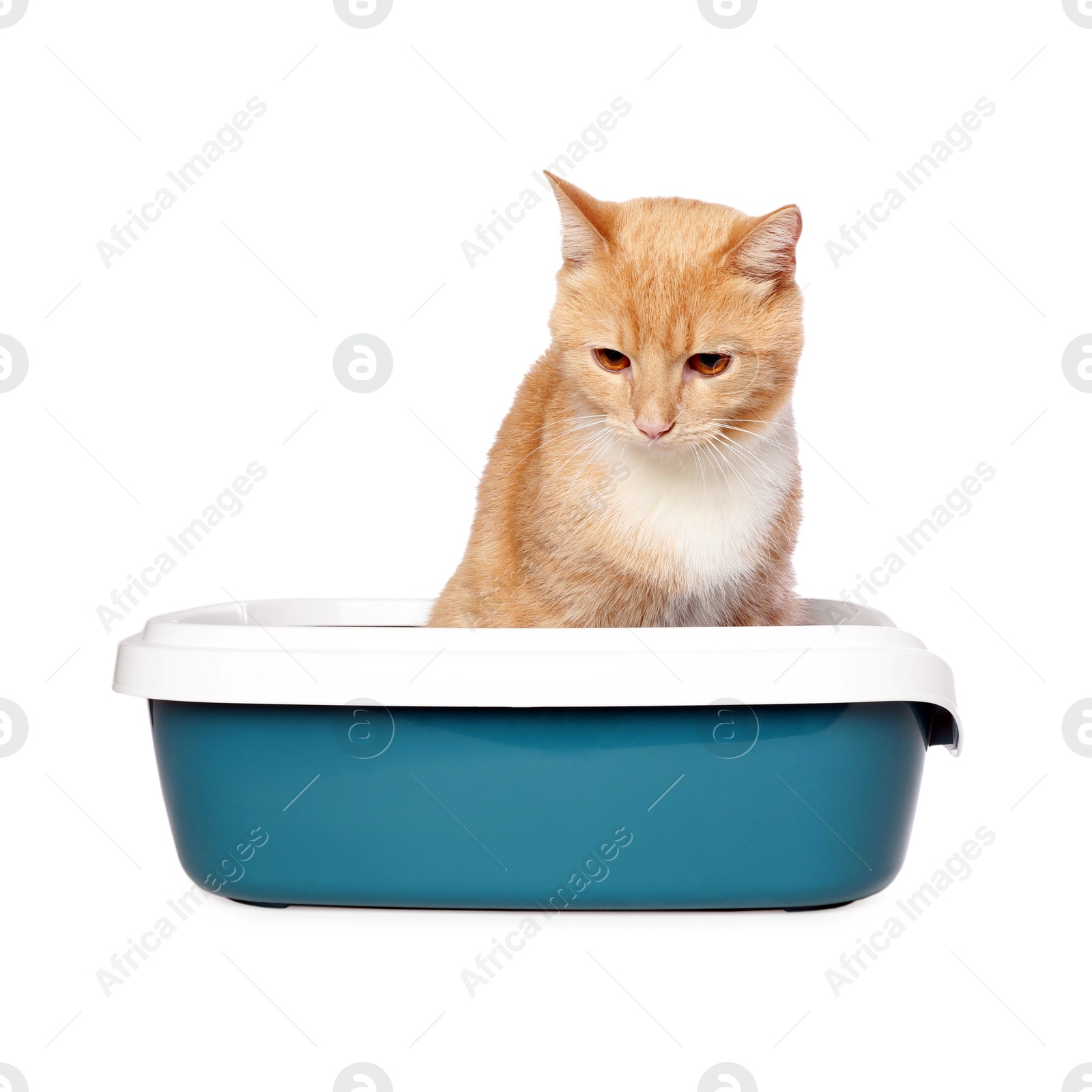 Photo of Cute ginger cat in litter tray on white background